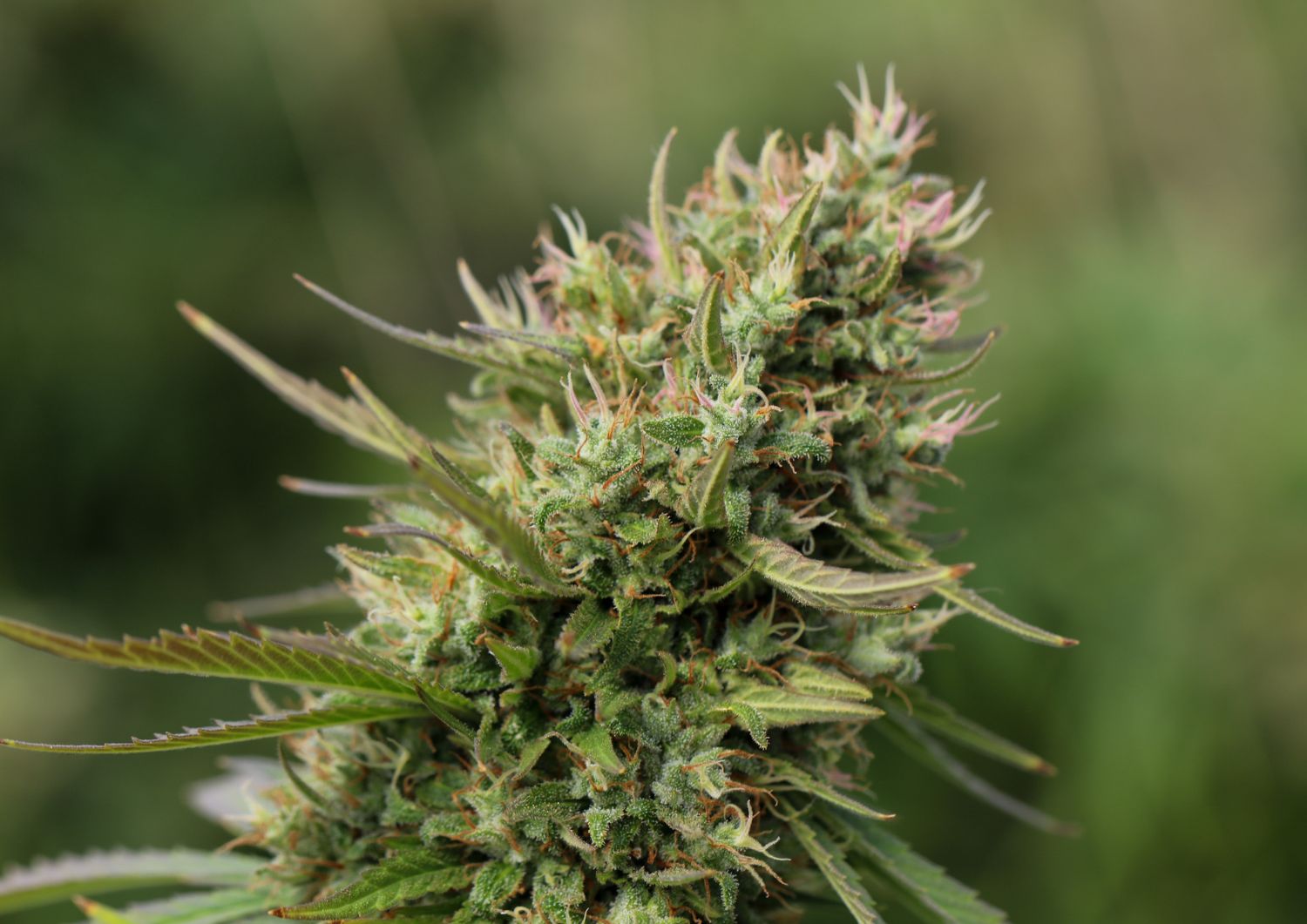 Cannabis Terpene Ratios