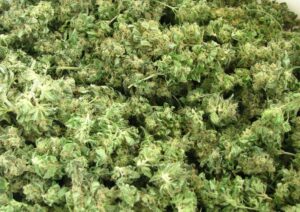 How to Spot Quality Bulk Cannabis Without Breaking the Bank