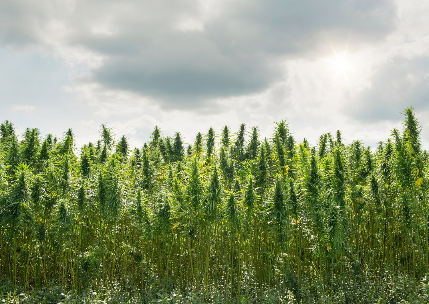 Asking the Right Questions Before You Buy