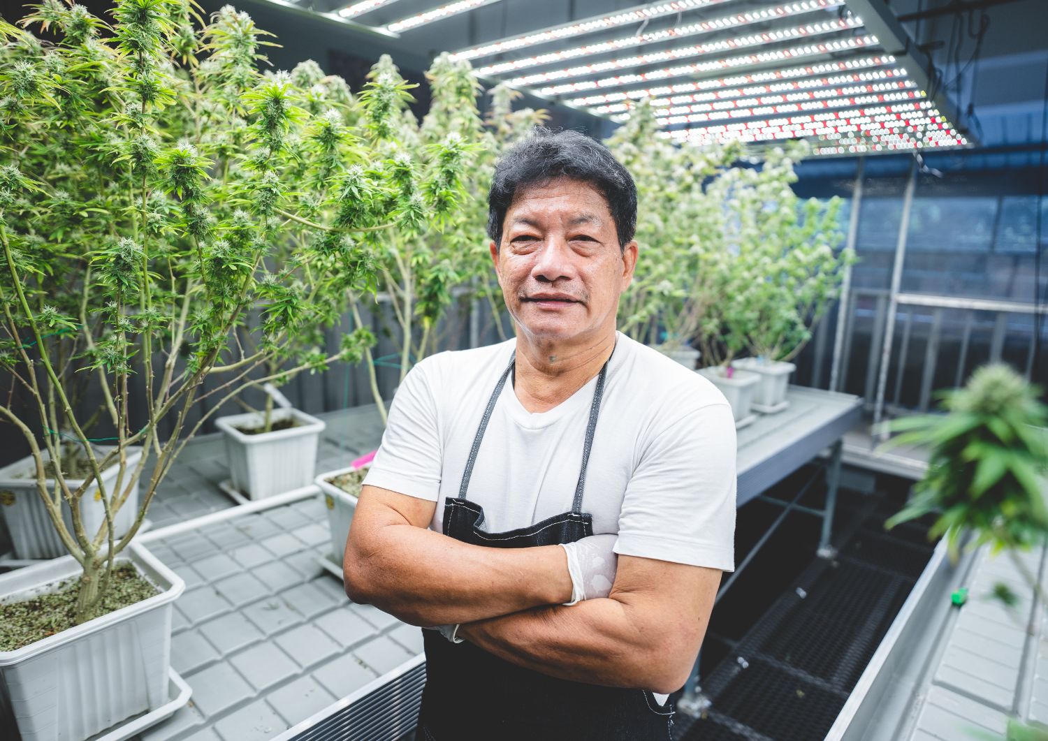 Why Cannabis Is a Workplace Game-Changer