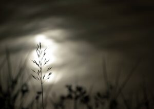 Platinum Oreoz Midnight Melt: The Ultra-Creamy Indica for Late-Night Wind-Down Perfection