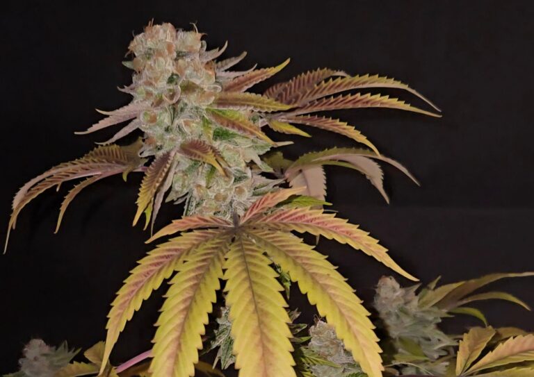 Gangster OG Uncovered: Classic Indica Effects Meets Modern Bulk Value