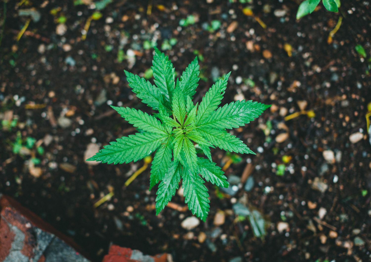 Home Cultivation Secrets: Growing Hindu Kush Successfully