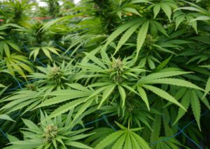Hindu Kush: The Timeless Landrace Indica Perfect for Bulk Stockpiling