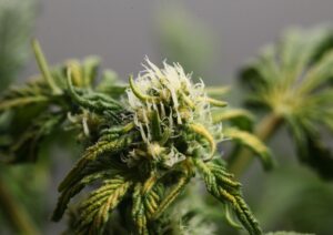 Exploring the Potent Power of G13 Gas: Why This Indica-Dominant Strain Is a Bulk Buy Favourite