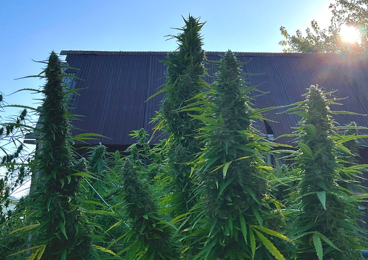 Bulk Buying G13 Gas: Tips for Maximum Savings.