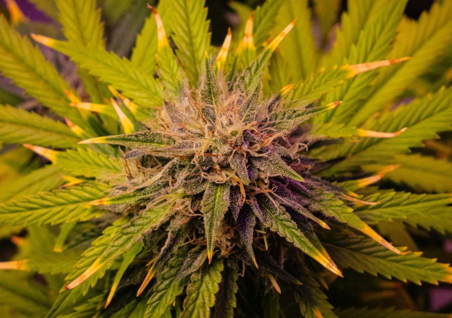 Terpene Profiles Compared: Earthy Simplicity in Hindu Kush vs Dessert Notes in Lava Cake