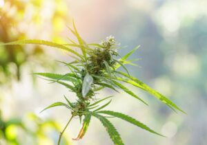 Hindu Kush vs Lava Cake: Landrace Purity vs Sweet Hybrid Comfort in Bulk