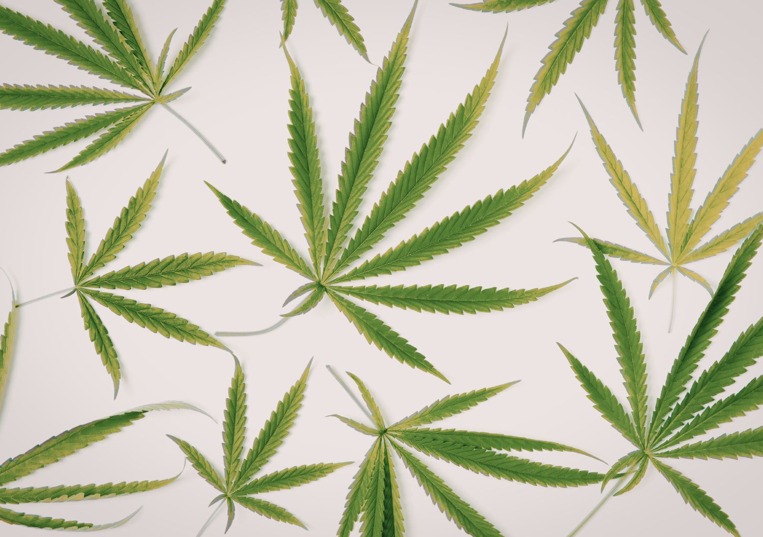 Understanding body effects is essential, but for bulk buyers, growing considerations add another important layer to the comparison between Hindu Kush and Lava Cake