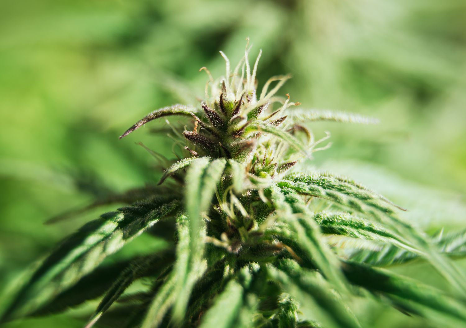 Next, let's consider the overall flavour and aroma experience when consuming Hindu Kush and Lava Cake in bulk.