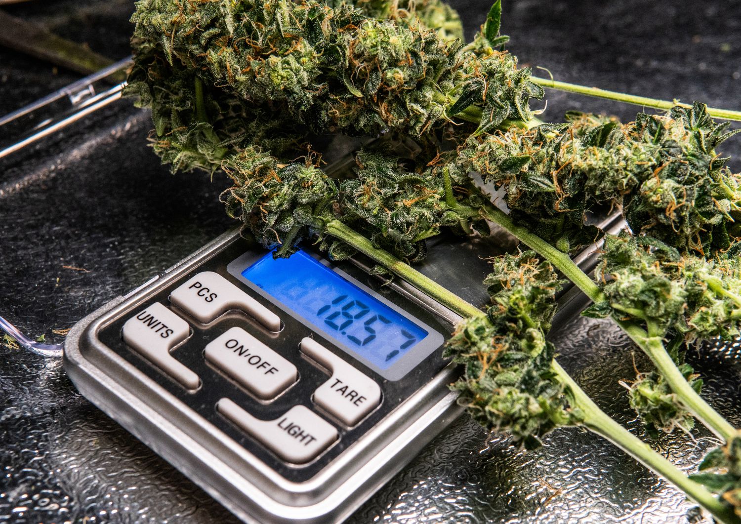 Why Heavy Smokers Are Turning to Quarter Pound Strains for Better Value