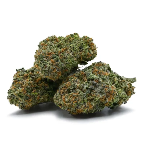 King Tut