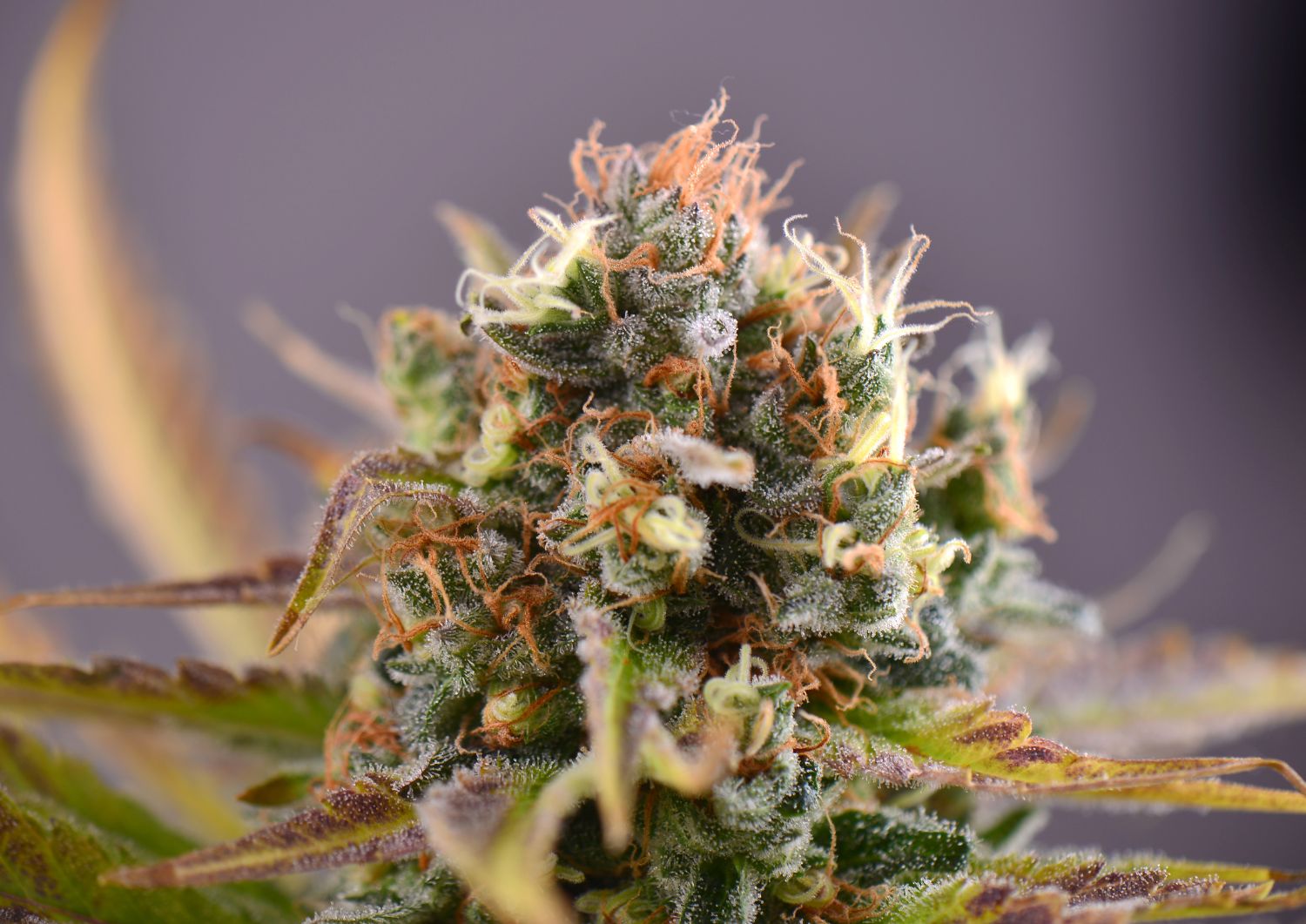 Why AAAA+ Strains Are the Smart Choice for Daily Bulk Buyers