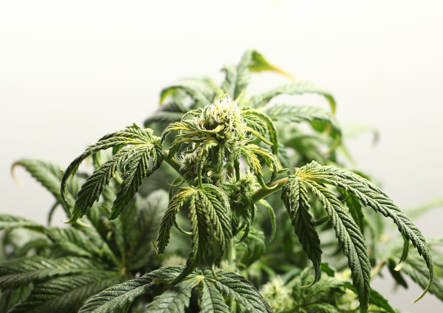 Top Value Picks Among Bulk Indica Strains for Heavy Relief