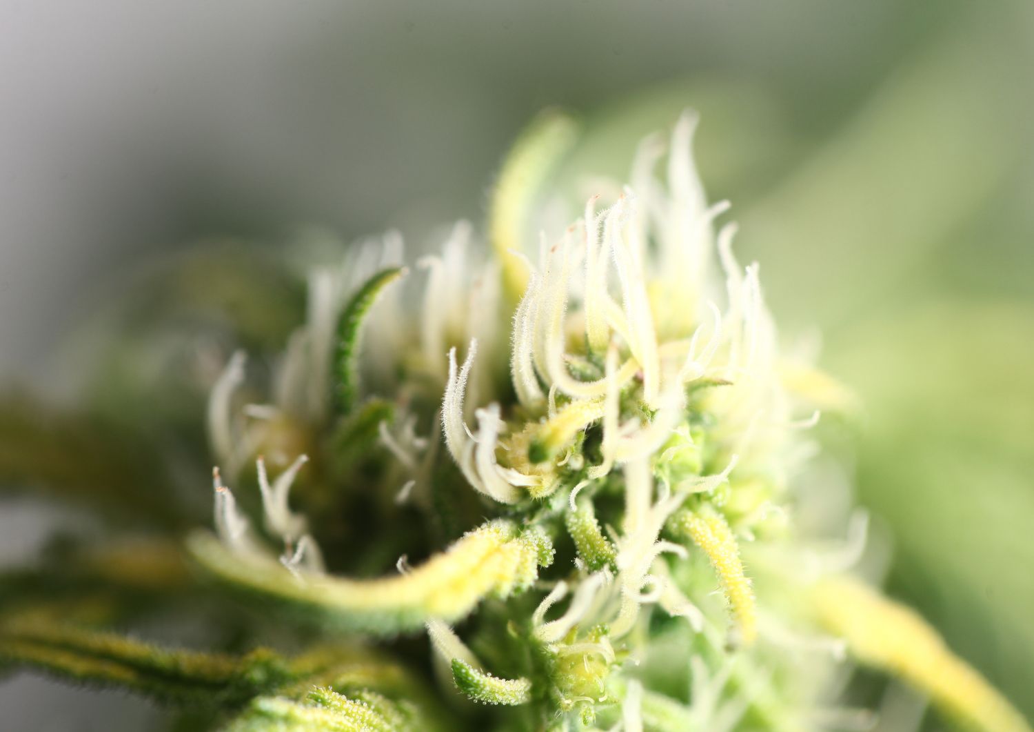 Pairing Indica Strains with Wellness Practices for Better Results