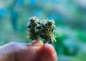 Top 8 Affordable AAAA+ Strains Perfect for Daily Bulk Buyers