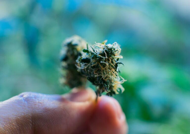 Top 8 Affordable AAAA+ Strains Perfect for Daily Bulk Buyers