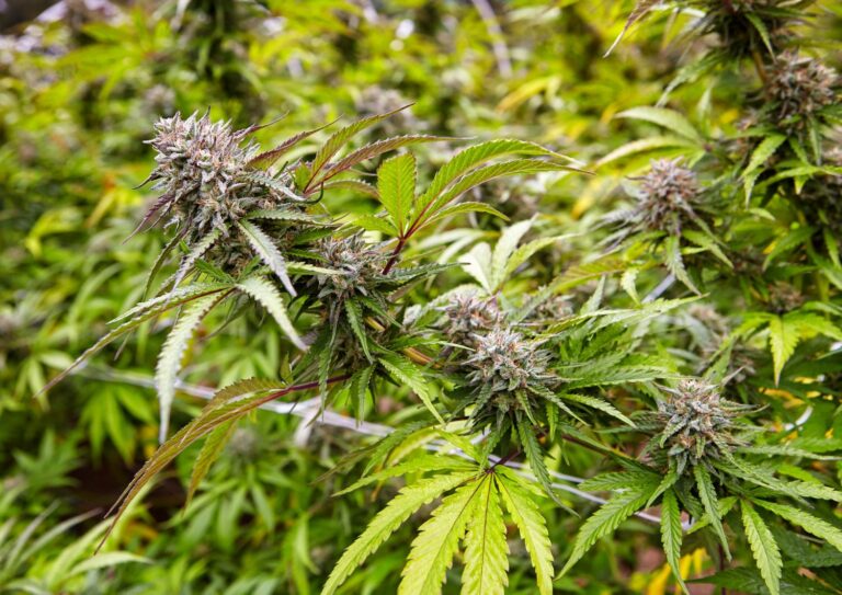 Bulk Hybrid Strains That Deliver Reliable Balance Without Breaking the Bank
