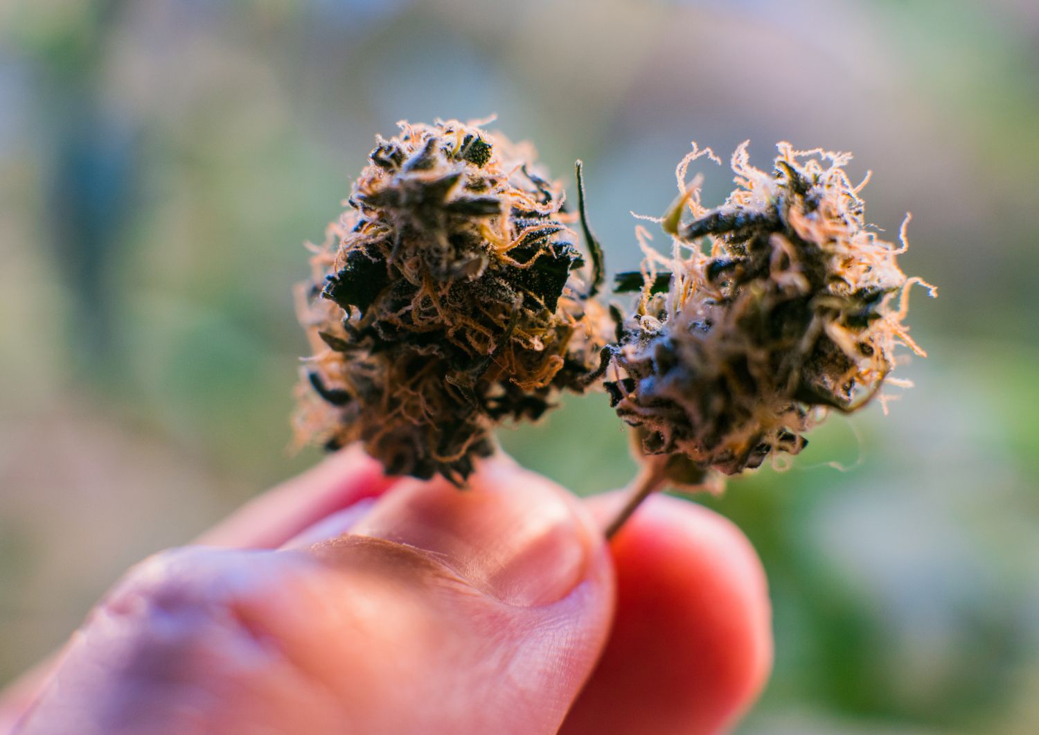 Smart Pairings: Combining Affordable AAAA+ Strains with Edibles and CBD