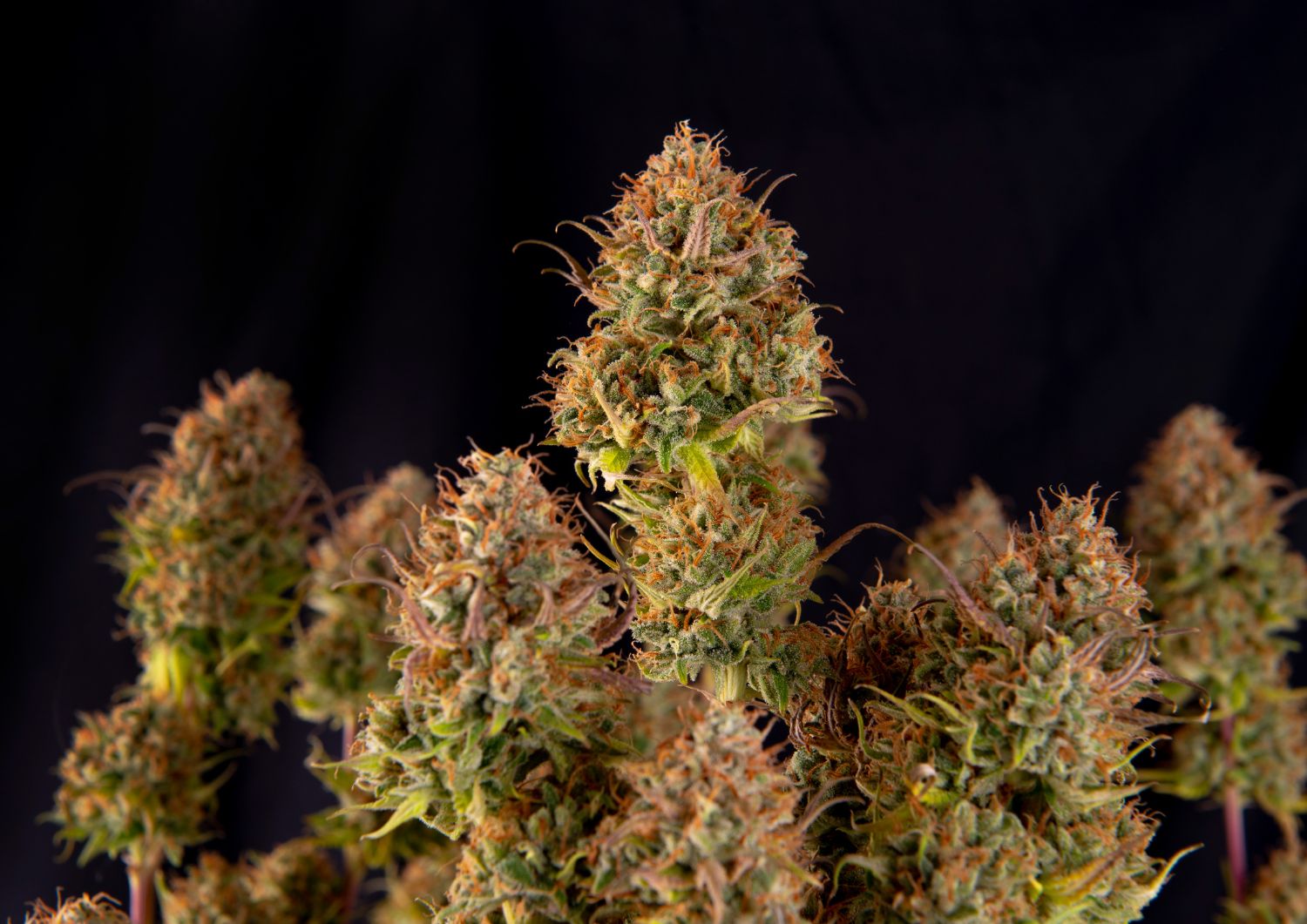 Strains for Nightly Calm and Recovery