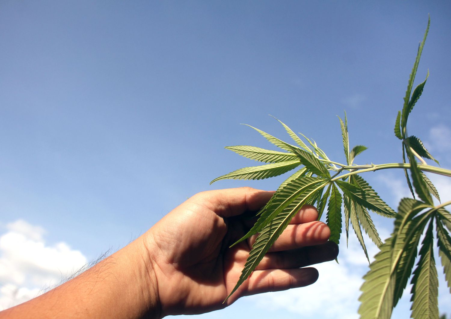 Why Canadian Buyers Prefer Bulk Landrace and OG Strains