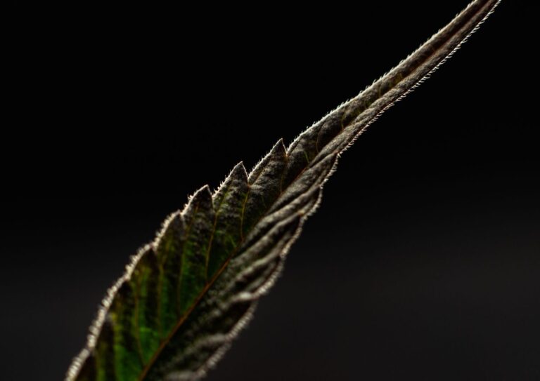 Terpene Profiles in Bulk Favourites: Earthy, Sweet, and Fuel Notes Explained