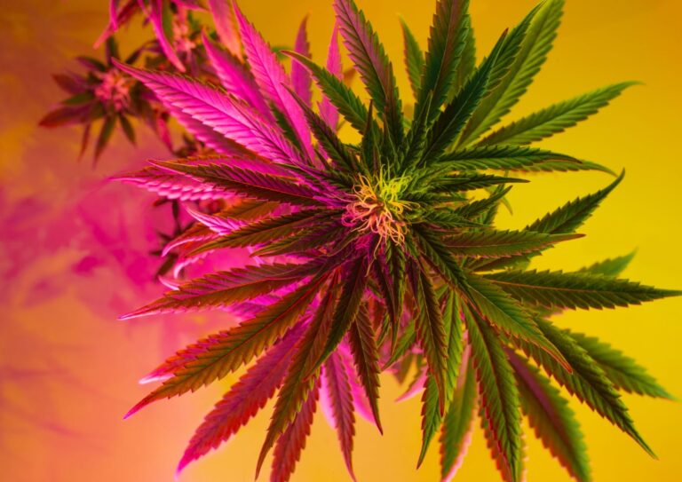 Rainbow Runtz: Vibrant Hybrid Flavours and Balanced Effects in Bulk Form
