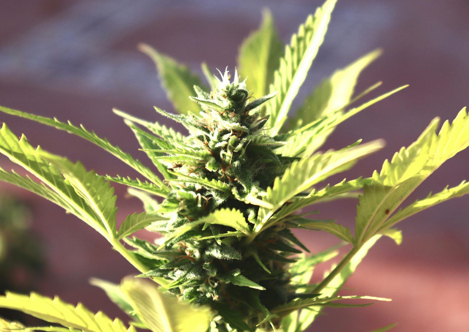 Why Bulk Landrace and OG Strains Offer Exceptional Value in Canada