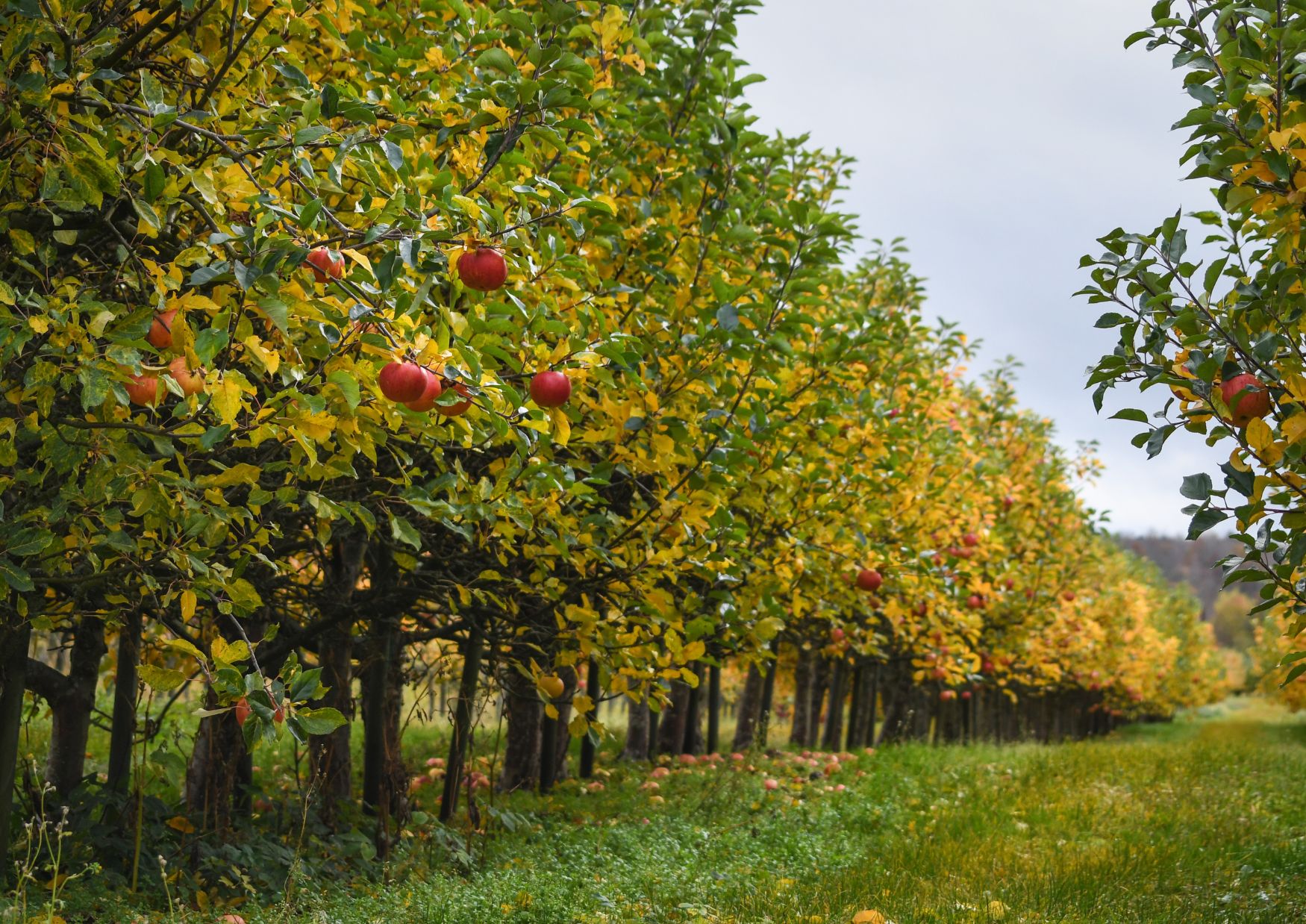 Genetics and Lineage Behind the Apple Fritter Strain