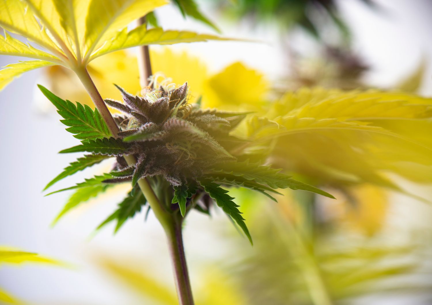 Potency and Effect - Consistency in Bulk Landrace Strains