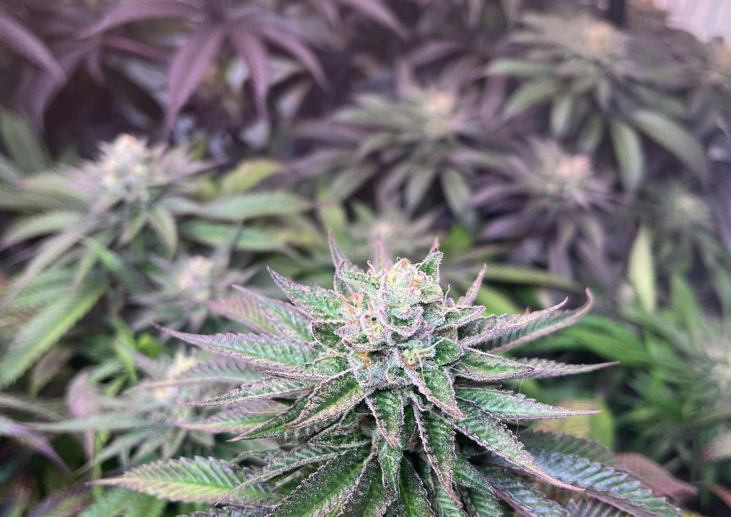 Cost Savings Breakdown When Buying Bulk Landrace Strains
